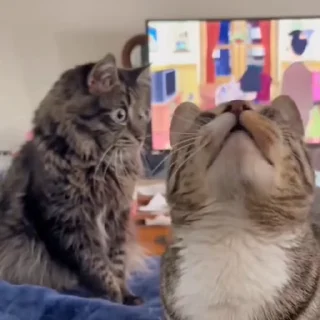 🐈