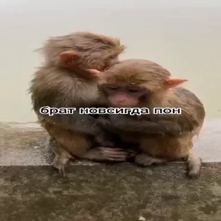 🐵
