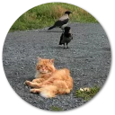 🐦