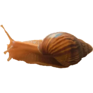 🐌