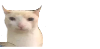 🐈