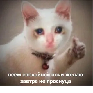 😺