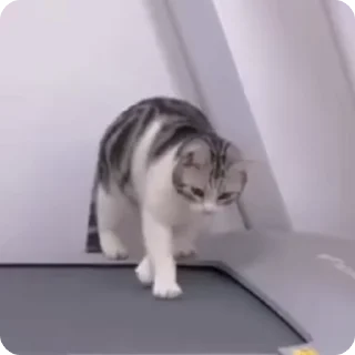 🏃‍♂️