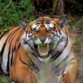 🤩
