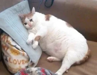 🐱