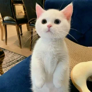 😺