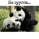 🐼
