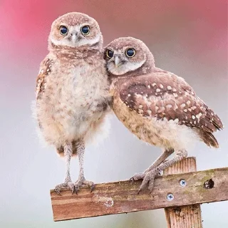 🥰