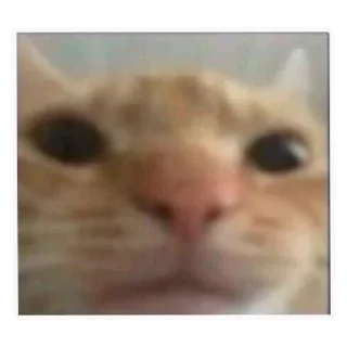 🐱