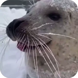 😜