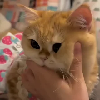 🐈‍⬛️