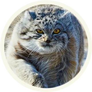 😠