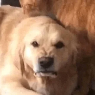 🐶