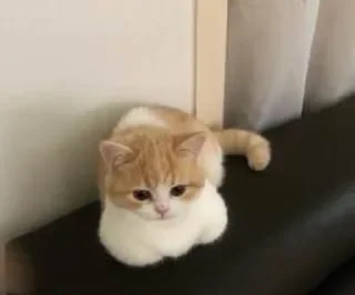 🤍