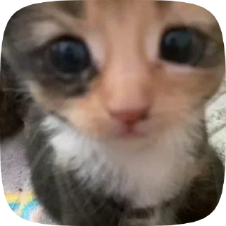 🥺