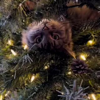 🎄