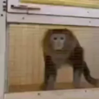 🐵
