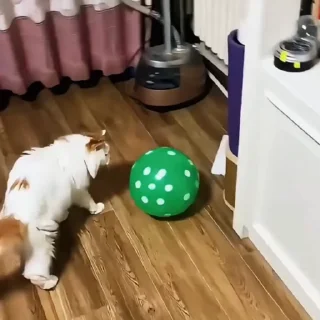 🐈