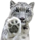 🐾