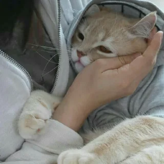 🛌