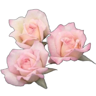 🌸