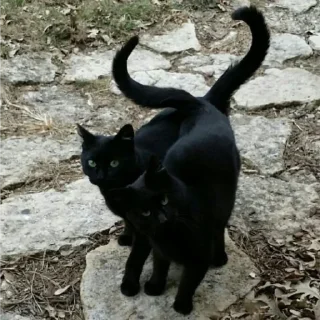 😺