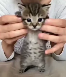 🌟