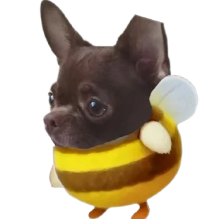 🐶