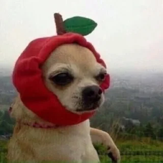 🍎