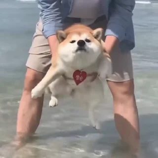🐕