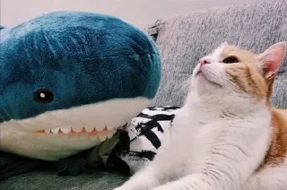 😺