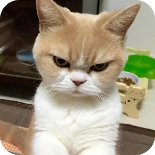 😾