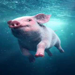 🐷