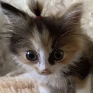 🐱