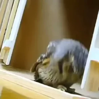 🦉