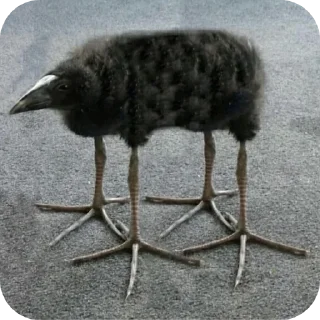 🐦