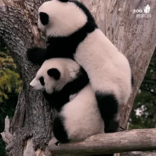 🐼