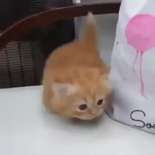 🌟