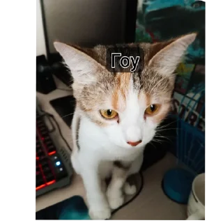 🐱