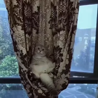 🐈
