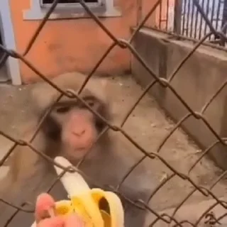 🍌
