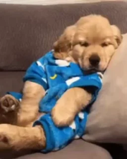 🐶