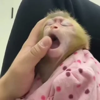 🙉