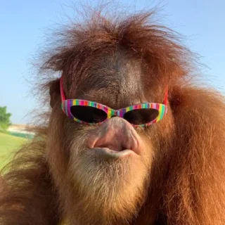 🐵