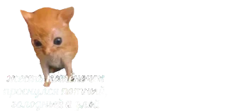 🐈