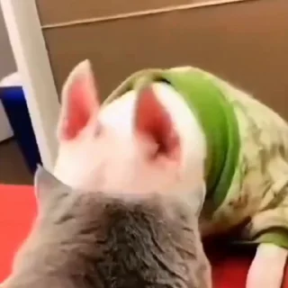 🐩