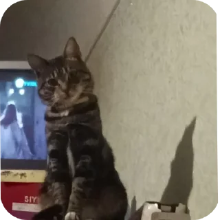 🐱