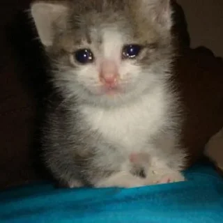 🥺