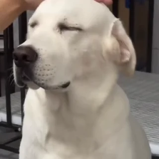 🐩