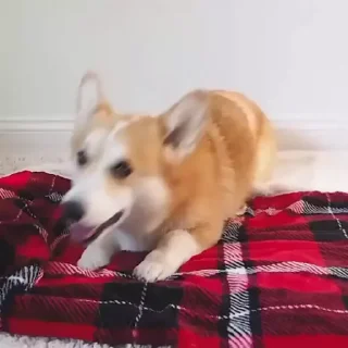 💤